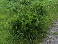 Armoracia rusticana 2, Mierikswortel, Saxifraga-Peter Meininger
