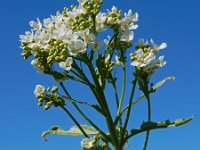Armoracia rusticana 20, Mierikswortel, Saxifraga-Ed Stikvoort