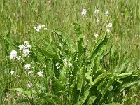 Armoracia rusticana 25, Mierikswortel, Saxifraga-Sonja Bouwman  872. Mierikswortel - Armoracia rusticana - Brassicaceae familie (i)