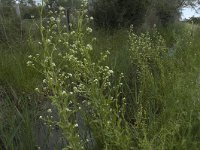 Armoracia rusticana 3, Mierikswortel, Saxifraga-Jan van der Straaten