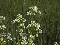 Armoracia rusticana 5, Mierikswortel, Saxifraga-Jan van der Straaten