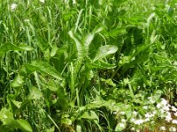 Armoracia rusticana 7, Mierikswortel, Saxifraga-Rutger Barendse