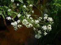 Armoracia rusticana 9, Mierikswortel, Saxifraga-Rutger Barendse