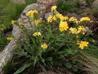 Arnebia pulchra 8, Saxifraga-Ed Stikvoort