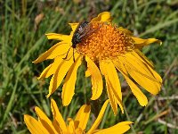 Arnica montana 62, Valkruid, Saxifraga-Harry Jans