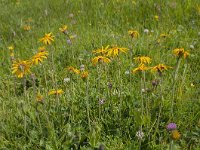 Arnica montana 74, Valkruid, Saxifraga-Luuk Vermeer