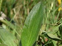 Arnica montana 76, Valkruid, Saxifraga-Sonja Bouwman  747. Valkruid - Arnica montana - Asteraceae familie (i)