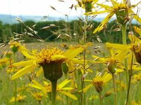 Arnica montana 83, Valkruid, Saxifraga-Hans Grotenhuis