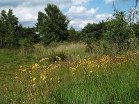 Arnica montana 1, Valkruid, Saxifraga-Hans Dekker