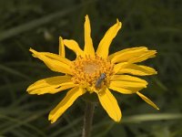 Arnica montana 10, Valkruid, Saxifraga-Marijke Verhagen