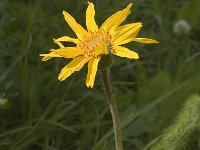 Arnica montana 11, Valkruid, Saxifraga-Marijke Verhagen