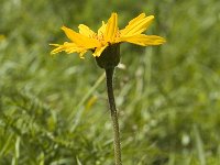 Arnica montana 12, Valkruid, Saxifraga-Marijke Verhagen