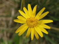 Arnica montana 13, Valkruid, Saxifraga-Hans Dekker