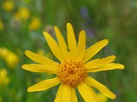 Arnica montana 14, Valkruid, Saxifraga-Jasenka Topic