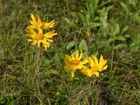 Arnica montana 15, Valkruid, Saxifraga-Dirk Hilbers