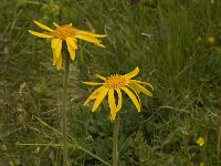 Arnica montana 16, Valkruid, Saxifraga-Willem van Kruijsbergen