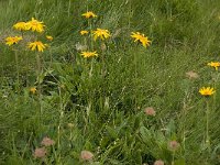 Arnica montana 17, Valkruid, Saxifraga-Willem van Kruijsbergen