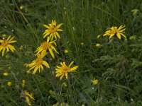 Arnica montana 18, Valkruid, Saxifraga-Willem van Kruijsbergen