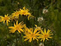 Arnica montana 19, Valkruid, Saxifraga-Jan van der Straaten