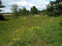 Arnica montana 2, Valkruid, Saxifraga-Hans Dekker