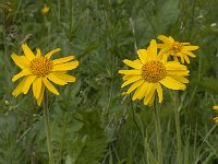 Arnica montana 21, Valkruid, Saxifraga-Willem van Kruijsbergen