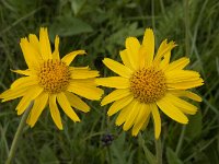 Arnica montana 22, Valkruid, Saxifraga-Willem van Kruijsbergen