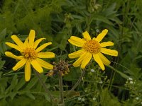 Arnica montana 23, Valkruid, Saxifraga-Willem van Kruijsbergen