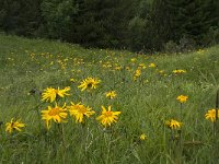 Arnica montana 24, Valkruid, Saxifraga-Willem van Kruijsbergen