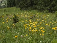 Arnica montana 25, Valkruid, Saxifraga-Willem van Kruijsbergen