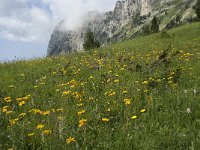 Arnica montana 26, Valkruid, Saxifraga-Willem van Kruijsbergen