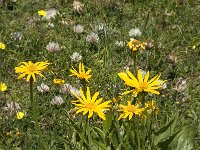 Arnica montana 27, Valkruid, Saxifraga-Willem van Kruijsbergen