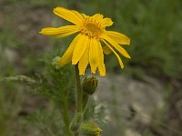 Arnica montana 28, Valkruid, Saxifraga-Jan van der Straaten