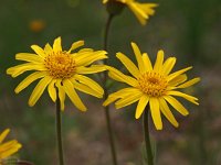 Arnica montana 29, Valkruid, Saxifraga-Hans Dekker