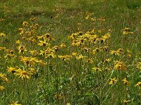 Arnica montana 3, Valkruid, Saxifraga-Hans Dekker