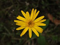 Arnica montana 30, Valkruid, Saxifraga-Hans Dekker