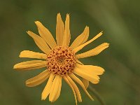 Arnica montana 31, Valkruid, Saxifraga-Bas Klaver