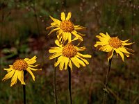 Arnica montana 32, Valkruid, Saxifraga-Hans Dekker