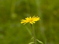 Valkruid  Arnica montana - Valkruid