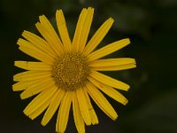 Valkruid  Arnica montana - Valkruid