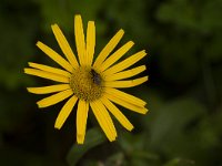 Valkruid  Arnica montana - Valkruid