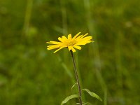 Valkruid  Arnica montana - Valkruid