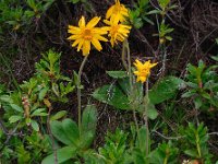 Arnica montana 37, Valkruid, Saxifraga-Ed Stikvoort