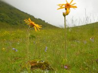 Arnica montana 38, Valkruid, Saxifraga-Ed Stikvoort