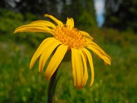 Arnica montana 39, Valkruid, Saxifraga-Ed Stikvoort