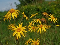 Arnica montana 4, Valkruid, Saxifraga-Hans Dekker