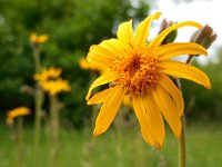 Arnica montana 41, Valkruid, Saxifraga-Ed Stikvoort