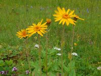 Arnica montana 42, Valkruid, Saxifraga-Ed Stikvoort