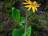 Arnica montana 43, Valkruid, Saxifraga-Ed Stikvoort