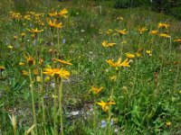 Arnica montana 44, Valkruid, Saxifraga-Ed Stikvoort