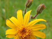 Arnica montana 45,  Valkruid, Saxifraga-Ed Stikvoort